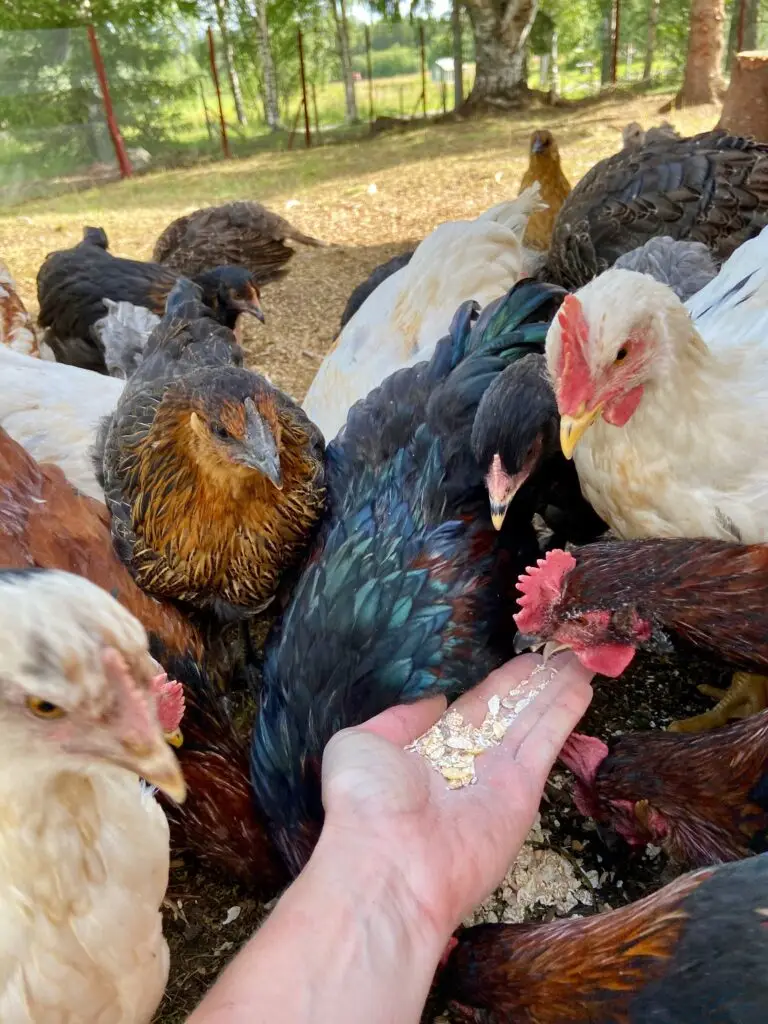Feeding the chickens