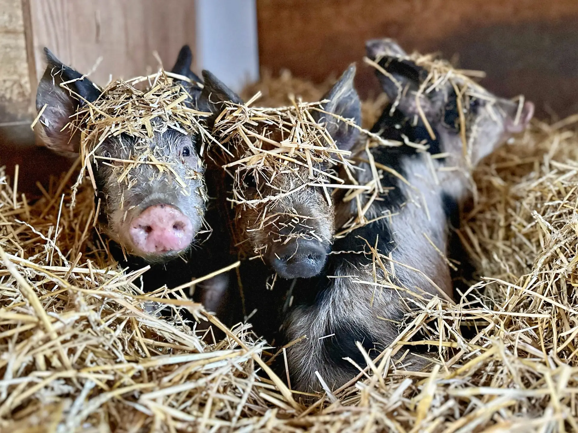 Piggies